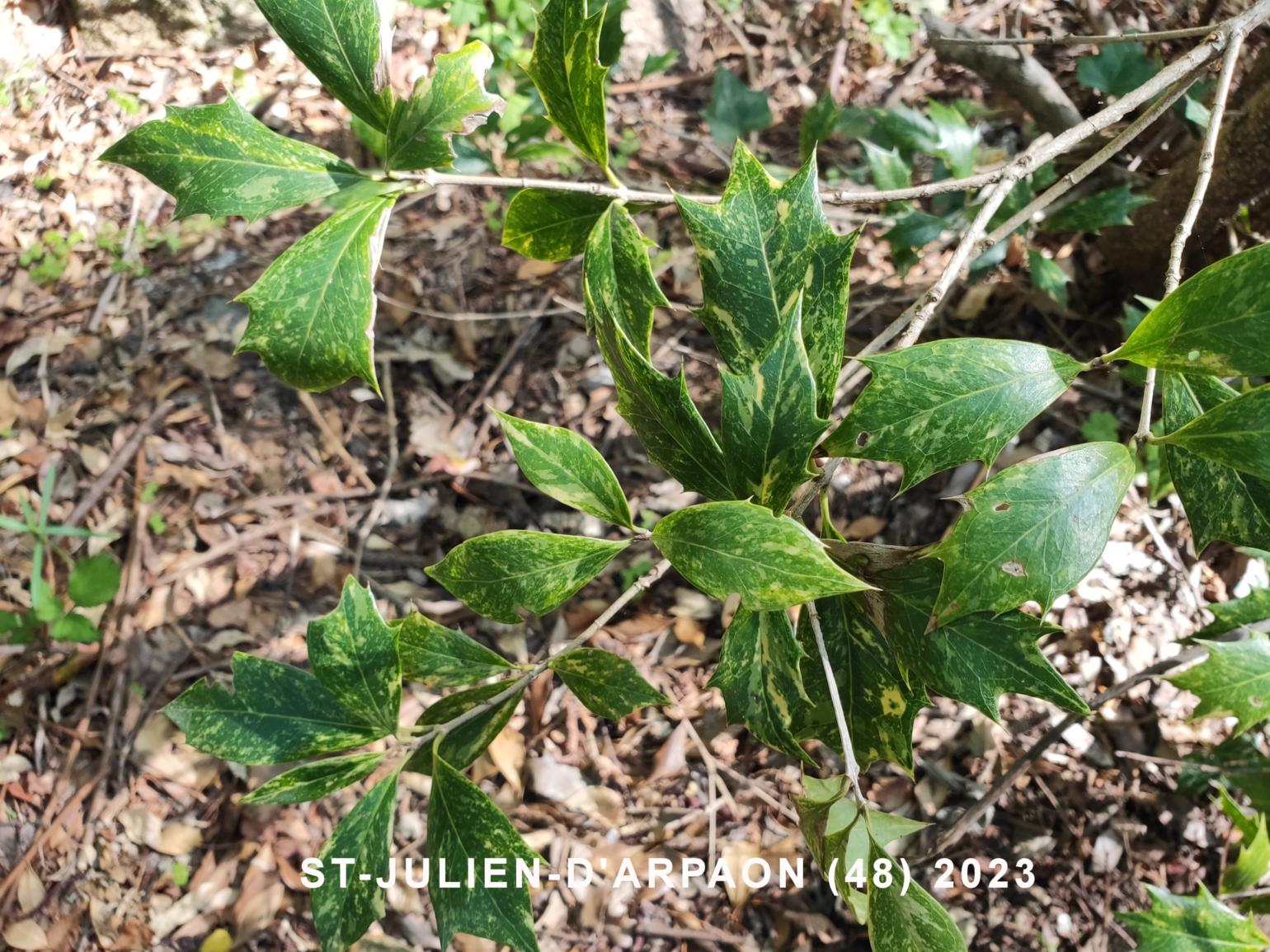 Osmanthus, Holly-leaved